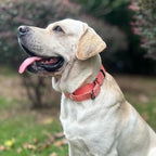 Premium Nylon Adjustable Anti-Escape Martingale Dog Collars,Durable,Comfort and Silky Dog Collar with Hardware D-Ring for Large Dogs Walking,Training,etc...(Living Coral, Large)