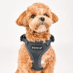 Authentic Puppia RiteFit Harness with Adjustable Neck, Red, Extra-Large