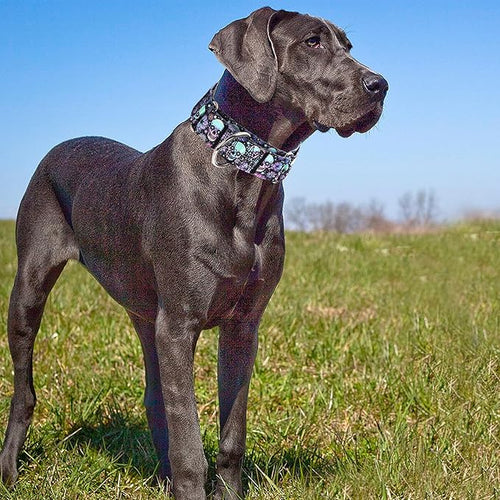 1.5 inch Skulls Martingale Collar for Dogs, Wide,Big&Thick Dog Collar，Heavy-Duty Training Collar for Medium Large Extra Large Dogs- Skulls M