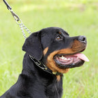Herm Sprenger Chrome Plated Steel Dog Collar with Quick Release ClicLock Buckle O-Ring Biothane Insert Training Collar Made in Germany (Black, 22in x 3.0mm(Neck Size up to 18-19in))