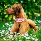 Rose Martingale Collar for Dogs, Heavy Duty Adjustable Soft Nylon Dog Collars with for Medium & Large XL Dogs (Rose,L)