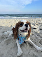 Lionet Paws Summer Dog Bandanas 2 Pack, Blue Washable Dog Triangle Bibs Scarf Dog Kerchief,Adjustable Triangle Holiday Scarves for Medium Large Extra Large Dogs Pets, Ball&StarFish