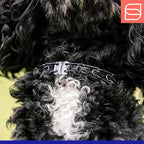 Herm Sprenger Micro Prong Collar for Dog Training | 1.5mm Black Stainless Steel Ultra-Plus Training Collar for Small Dogs German Made - Max Neck Size 9.5" (Black Stainless Steel, 12in (30cm) x 1.5mm)