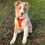 Best Pet Supplies Voyager Step-in Air All Weather Mesh Harness and Reflective Dog 5 ft Leash Combo with Neoprene Handle, for Small, Medium and Large Breed Puppies - Harness Leash Set (Orange), M