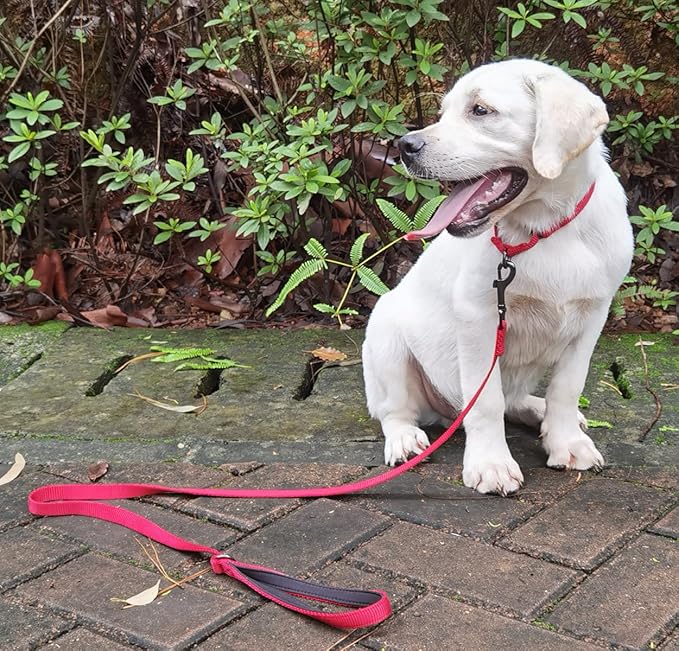 Premium Nylon Adjustable Anti-Escape Martingale Dog Collars,Comfort and Durable Dog Collar with Sturdy D-Ring for Small Breed Dogs Daily Helper. (Chili Pepper, Small)