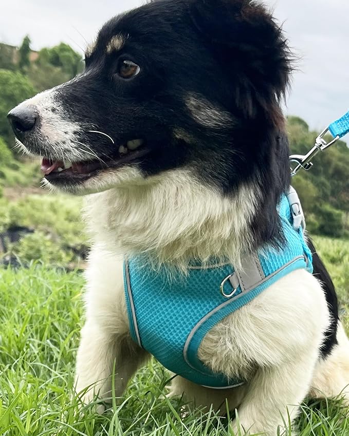 Dog Harness for Small Medium Sized Dog, Step in Puppy Harness and Leash Set Training Walking. (Blue, M)