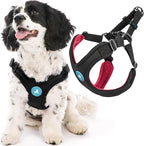 Gooby Sporty Escape Free Harness, Medium - Black, Neoprene, No-Pull, 4-Point Adjustment for Small Dogs up to 35 lbs