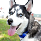 Country Brook Petz - Martingale Dog Collar - Heavy-Duty Training Collar with No Buckle - Service Dog Collar for All Pups - 10+ Cool Colors (Royal Blue, 1 Inch, Medium)