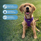 Best Pet Supplies Voyager Step-in Air All Weather Mesh Harness and Reflective Dog 5 ft Leash Combo with Neoprene Handle, for Small, Medium and Large Breed Puppies - Harness Leash Set (Purple), XXS
