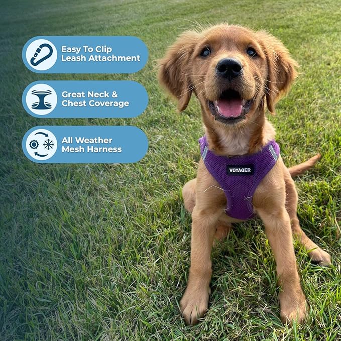 Best Pet Supplies Voyager Step-in Air All Weather Mesh Harness and Reflective Dog 5 ft Leash Combo with Neoprene Handle, for Small, Medium and Large Breed Puppies - Set (Purple), XL