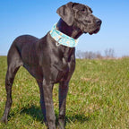 1.5 Inch Martingale Dog Collar - No Pull Nylon Training Collar for Medium, Large & XL Dogs | Heavy Duty Adjustable Choke-Free Collar for Large Breed Pets (Blue Daisy M