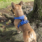 Voyager Dog Harness Dual Leash Attachment No-Pull Control Adjustable Soft but Strong Pet Harness for Medium and Large Dogs with 3M Reflective Technology, Leash Set Royal Nylon, XS (Chest: 13-16")