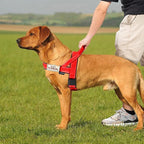 Annchwool No Pull Dog Harness with Soft Padded Handle,Reflective Strip Escape Proof and Quick Fit to Adjust Dog Harness,Easy for Training Walking for Small & Medium and Large Dogs(Red,L)