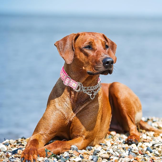 Martingale Collar for Dogs with Pink Daisy,Reflective Nylon Adjustable No Pull Dog Training Chain Collar Training, Walking, Hunting for All Breeds(Pink Daisy XXL)