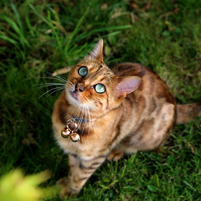 Beau's Bells 2 Extra Loud Cat & Dog Bells | Pet Tracker | Save Birds & Wildlife | Luxury Handmade Copper (Small)