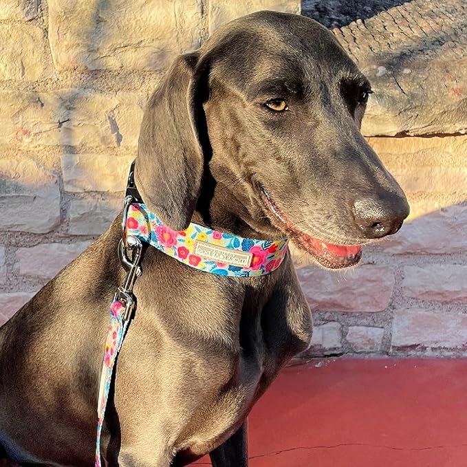 Lucky Love Dog Wide Dog Collar - Adjustable, Durable, Soft Webbing, & Comfortable 1.5 inch Wide Collar for Dogs Male and Female with Strong Buckle - Valentina, X-Large
