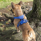 Voyager Dog Harness Dual Leash Attachment No-Pull Control Adjustable Soft but Strong Pet Harness for Medium and Large Dogs with 3M Reflective Technology, Royal Blue Lattice Nylon, XS (Chest: 13-16")
