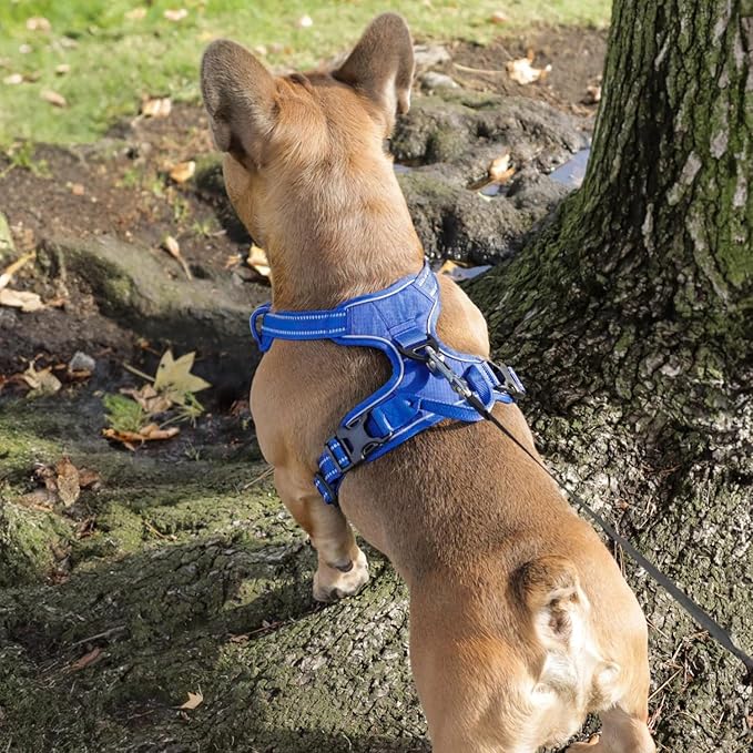 Voyager Dog Harness Dual Leash Attachment No-Pull Control Adjustable Soft but Strong Pet Harness for Medium and Large Dogs with 3M Reflective Technology, Leash Set Royal Nylon, M (Chest: 20-25")