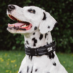 Tuff Pupper Heavy Duty Tactical Dog Collar | 1.5" Wide Ballistic Nylon | Reflective Stitching | Integrated ID Tag Holder | Stainless Steel Buckle | Padded Lining | Medium & Large Dogs (Black, Large)