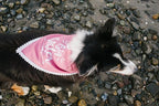 Big Sister Dog Bandana for Pregnancy Announcement, Handkerchief and/or Scarf Accessory for Dog, Warm Pink Color, Fits Medium to Large Dogs, Gender Reveal Prop for Expecting Mothers