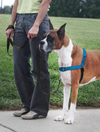 PetSafe Deluxe Easy Walk Harness - Trainer-Trusted Dog Chest Harness with Breathable Martingale Loop Design - Helps Stop Pulling with No Choking & Gagging - Large - Ocean