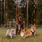 XSmall No Pull Dog Harness for Small Sized Dogs, Adjustable Vest for Easy Walking, Breathable Oxford Material, Reflective Strips, with Metal Front Clip Control, for Terriers, Army Green, XS