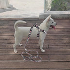 QQPETS Dog Harness Leash Set Adjustable Heavy Duty No Pull Halter Harnesses for Small Medium Large Breed Dogs Back Clip Anti-Twist Perfect for Walking