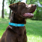 Country Brook Petz - Martingale Dog Collar - Heavy-Duty Training Collar with No Buckle - Service Dog Collar for All Pups - 10+ Cool Colors (Ice Blue, 1 Inch, Large)