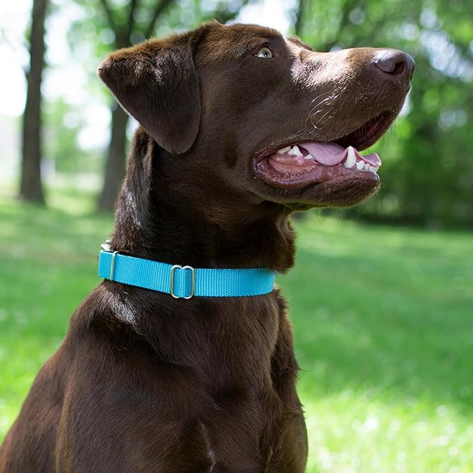 Country Brook Petz - Martingale Dog Collar - Heavy-Duty Training Collar with No Buckle - Service Dog Collar for All Pups - 10+ Cool Colors (Ice Blue, 1 Inch, Medium)