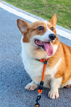 LOS ANDES Dog Slip Collar with Slidable Stopper, No Pull Choker Training Martingale Collar for Small Medium Large Dogs, Nylon, Orange, L (25 in x 12 mm)