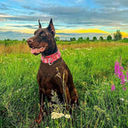Martingale Dog Collar 1.5” Width – Heavy Duty Adjustable Training Collar with Stylish Red Floral Design – Secure Fit for Medium & Large Dogs – Perfect for Walking, Hunting & Outdoor Adventures L