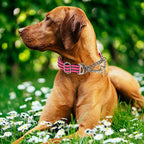 Reflective Martingale Dog Collar with Chain,No-Pull Dog Collar,Choke Dog Collar for Medium to Extra Large Dogs for Training, Walking, Hunting (Pink L)