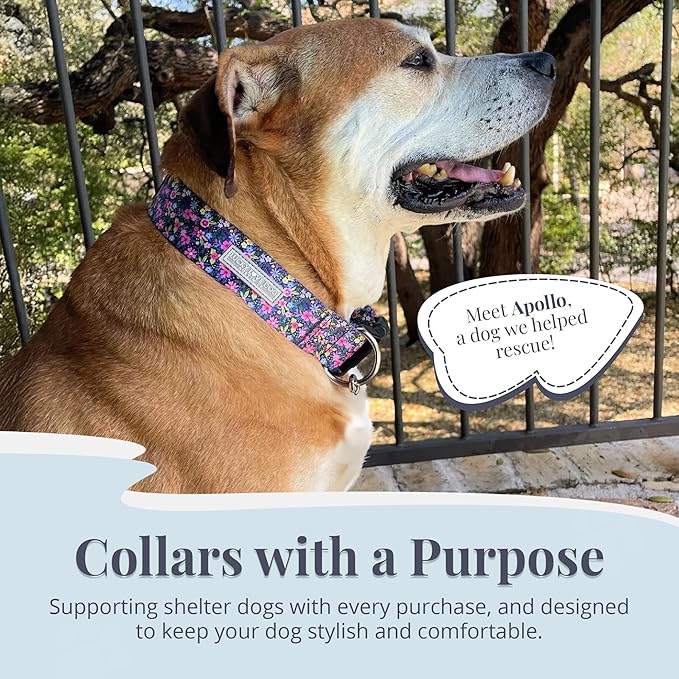 Lucky Love Dog Wide Dog Collar - Adjustable, Durable, Soft Webbing, & Comfortable 1.5 inch Wide Collar for Dogs Male and Female with Strong Buckle - Primrose, Medium