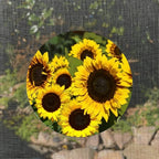 Screen Door Magnets Double Sided – Keep People, Kids, and Dogs from Running into a Screen Door. Saver - Robbins Aria Beautiful Sunflowers