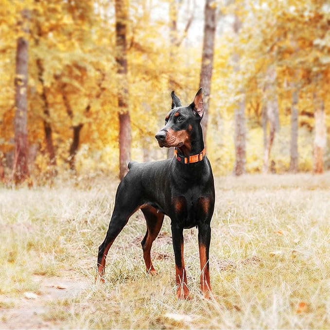 haapaw 2 Pack Martingale Dog Collar with Quick Release Buckle - Reflective, Training Collars for Small to Large Dogs (L Neck 17"-21", Orange, 1+1 Packs)