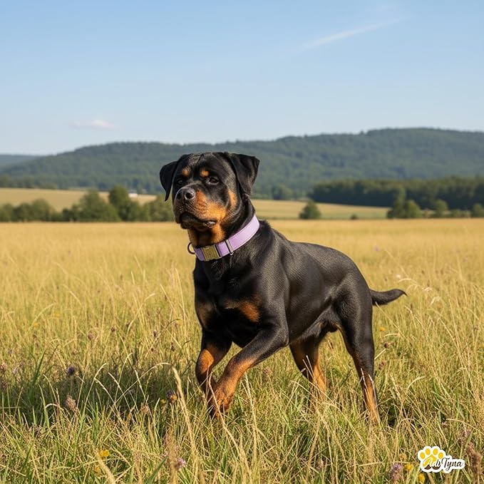 ADITYNA Leather Dog Collar with Metal Buckle - Heavy-Duty, Adjustable for Large & Extra Large Dogs - Walking & Training (Purple, Fits 19-30" Necks)