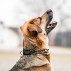 Herm Sprenger Black Stainless Steel Prong Dog Training Collar with Quick Release Buckle No Pull Collar for Dogs (Black, 16in x 2.25mm (Neck Size Up to 13in))