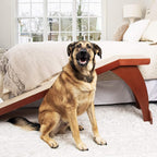 PetSafe CozyUp Bed Ramp for Dogs and Cats - Durable Frame Supports up to 120lb & Happy Ride Telescoping Dog Ramp for Cars, Trucks, & SUVs - Extends 39 to 72 Inches