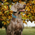 Martingale Collar for Dog -No Pull Dog Collar with Reflective Nylon, Adjustable Choke Chain Collar with Soft Padded Training/Walking Collar for Large/Medium Dogs (Blue M)