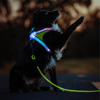 Noxgear LightHound (X-Large) + High-Visibility Dog Leash – Illuminated and Reflective Harness for Dogs Including Multicolored LED Fiber Optics (USB Rechargeable, Adjustable, Lightweight, Rainproof)