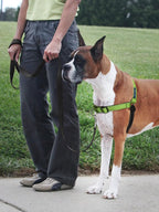 PetSafe Deluxe Easy Walk Harness - Trainer-Trusted Dog Chest Harness with Breathable Martingale Loop Design - Helps Stop Pulling with No Choking & Gagging - Small - Apple