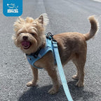 Best Pet Supplies - All Weather Mesh/Plush, Reflective, No Pull Harness for Small, Medium Dogs, Cats - Secure with Hook & Loop Fastener, Buckle, Double D-Rings - Black/Red Trim, XS