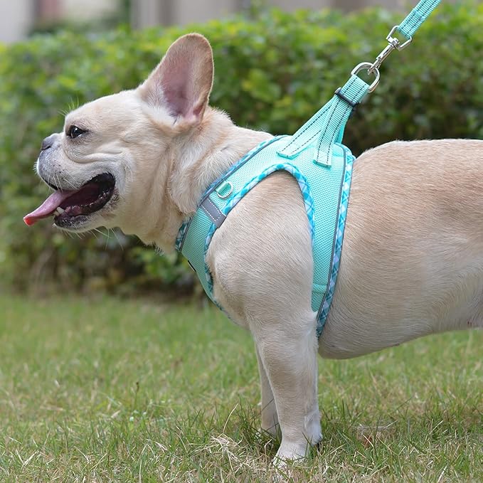 Mercano Soft Mesh Dog Harness and Leash Set, No-Chock Step-in Reflective Breathable Lightweight Easy Walk Vest Harnesses with Safety Buckle for Small Dogs, Cats (Light Green, S)