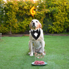 ADOGGYGO Formal Dog Tuxedo, Wedding Dog Bandana Collar with Bowtie, Adjustable Puppy Birthday Wedding Tux Outfit for Small Dogs Pets (S, Black)