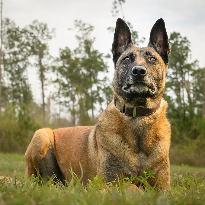 ADITYNA Leather Dog Collar with Metal Buckle - Heavy-Duty, Adjustable for Medium & Large Dogs - Walking, Training, Tactical (Black, Fits 15-21" Necks)