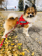 voopet Service Dog Harness, Emotional Support Pet Vest Harness, Reflective Breathable and Adjustable No-Pull ESA Dog Harness for Small Medium Large Dogs (with 4 PCS Removeable Tags)