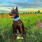 Martingale Dog Collar 1.5 Inch Wide - Heavy Duty Blue Adjustable Collar for Large Dogs, Big Neck & Head Breeds, Secure Training & Walking Collar for Medium to XL Dogs (M)