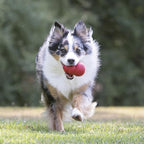 KONG Classic Stuffable Dog Toy - Fetch & Chew Toy for Dogs - Treat-Filling Capabilities & Erratic Bounce for Extended Play Time - Durable Natural Rubber Material - for XX-Large Dogs