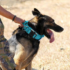 Tactical Military Dog Collar - Adjustable Nylon, Heavy Duty Metal Buckle with Handle for Dog Training, with Patches (Light Blue 1, L)