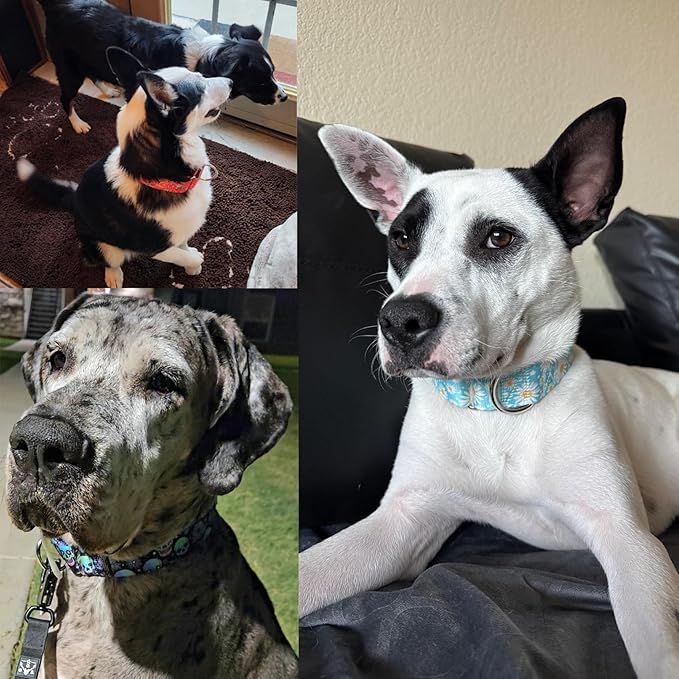 1.5 Inches Wide Martingale Dog Collar, Heavy Duty Adjustable Collar with Rwith Blue Daisy Floral Design, Military Grade Strong Dog Collar for Large/X-Large Breeds (XL)